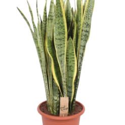 Sansevieria trif. 'Laurentii' P30 anopinkieli n. 95-100 cm