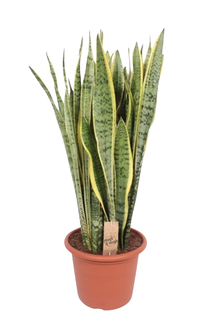 Sansevieria trif. 'Laurentii' P30 anopinkieli n. 95-100 cm