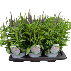 Veronica spicata 'Anniversary Blue' Tähkätädyke C2
