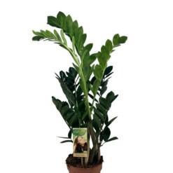 Zamioculcas zamiifolia P17 palmuvehka