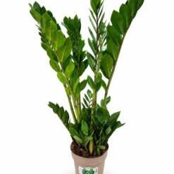 Zamioculcas zamiifolia P17 palmuvehka