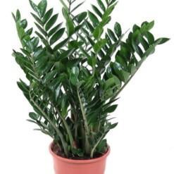 Zamioculcas zamiifolia P27 palmuvehka