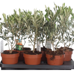 Olea europeana P14 oliivipuu
