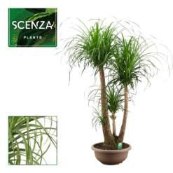 Beaucarnea(Nolina) recurvata P40 pullojukka