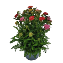 Achillea mil. 'Trio' C3 siankärsämö