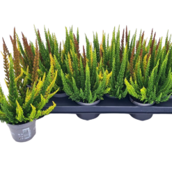 Calluna v. 'B. Ladies'® Skyline P9