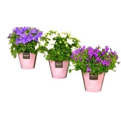 Campanula mix P11 kellokukat