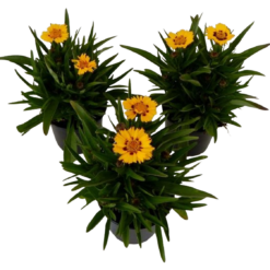 Coreopsis grand. 'Sunfire' P13 Isokaunosilmä