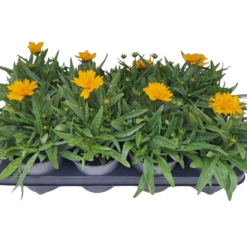 Coreopsis grand.  P13 Isokaunosilmä