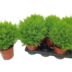 Cupressus macrocarpa ’Wilma’ P17 kultasypressi