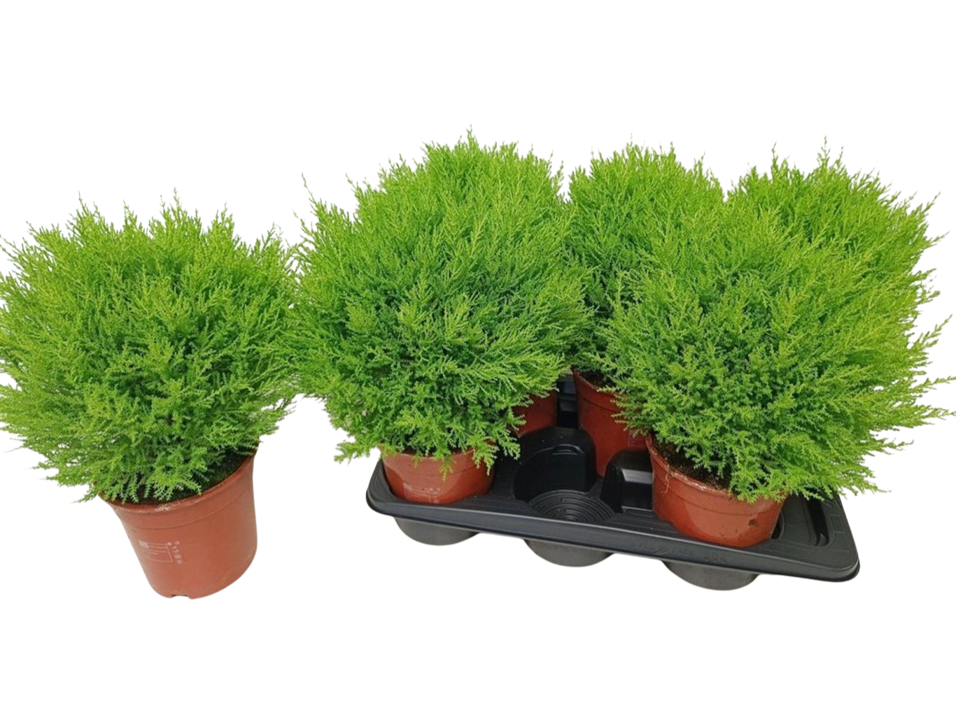 Cupressus macrocarpa ’Wilma’ P17 kultasypressi
