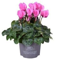 Cyclamen (SS) 'Verano pink' P10.5 syklaami vaaleanpunainen