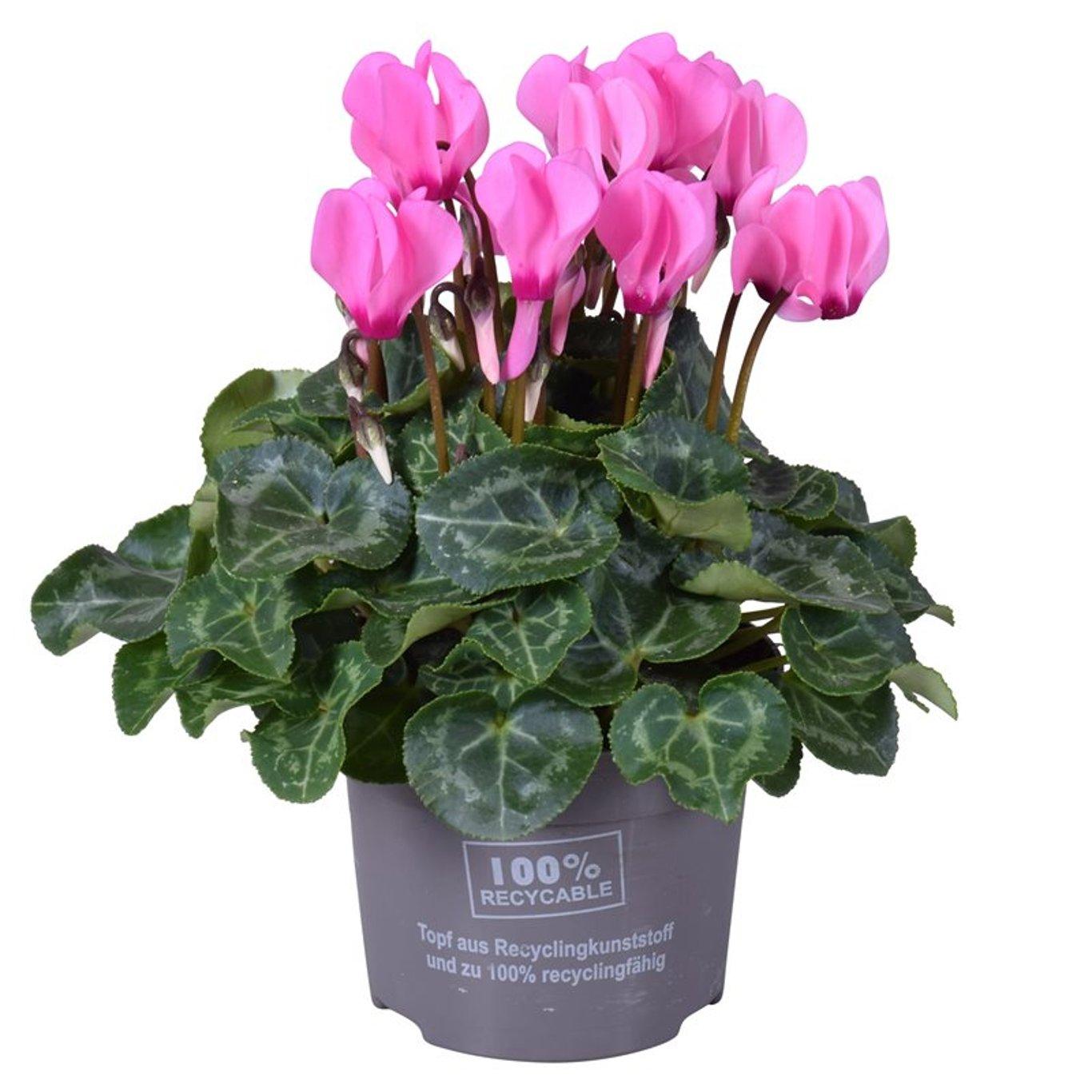 Cyclamen (SS) 'Verano pink' P10.5 syklaami vaaleanpunainen