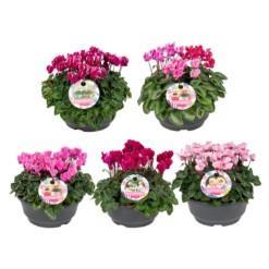 Cyclamen patio mix P23 syklaami