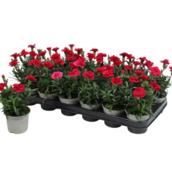 Dianthus caryophyllus 'Oscar Cherry' P9 tarhaneilikka
