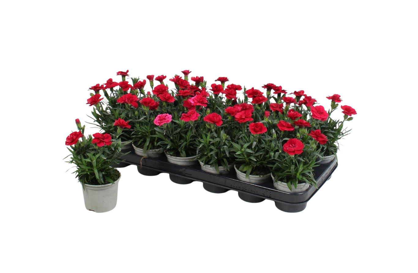 Dianthus caryophyllus 'Oscar Cherry' P9 tarhaneilikka