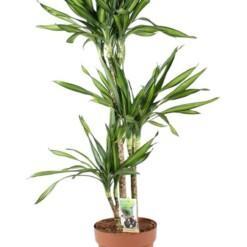 Dracaena fragrans ´Riki´ P24 traakkipuu 110 cm