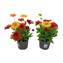 Gaillardia 'Twin' P13 Syyssädekukka