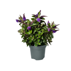 Hebe Donna® 'Anna' P13 pensastädyke