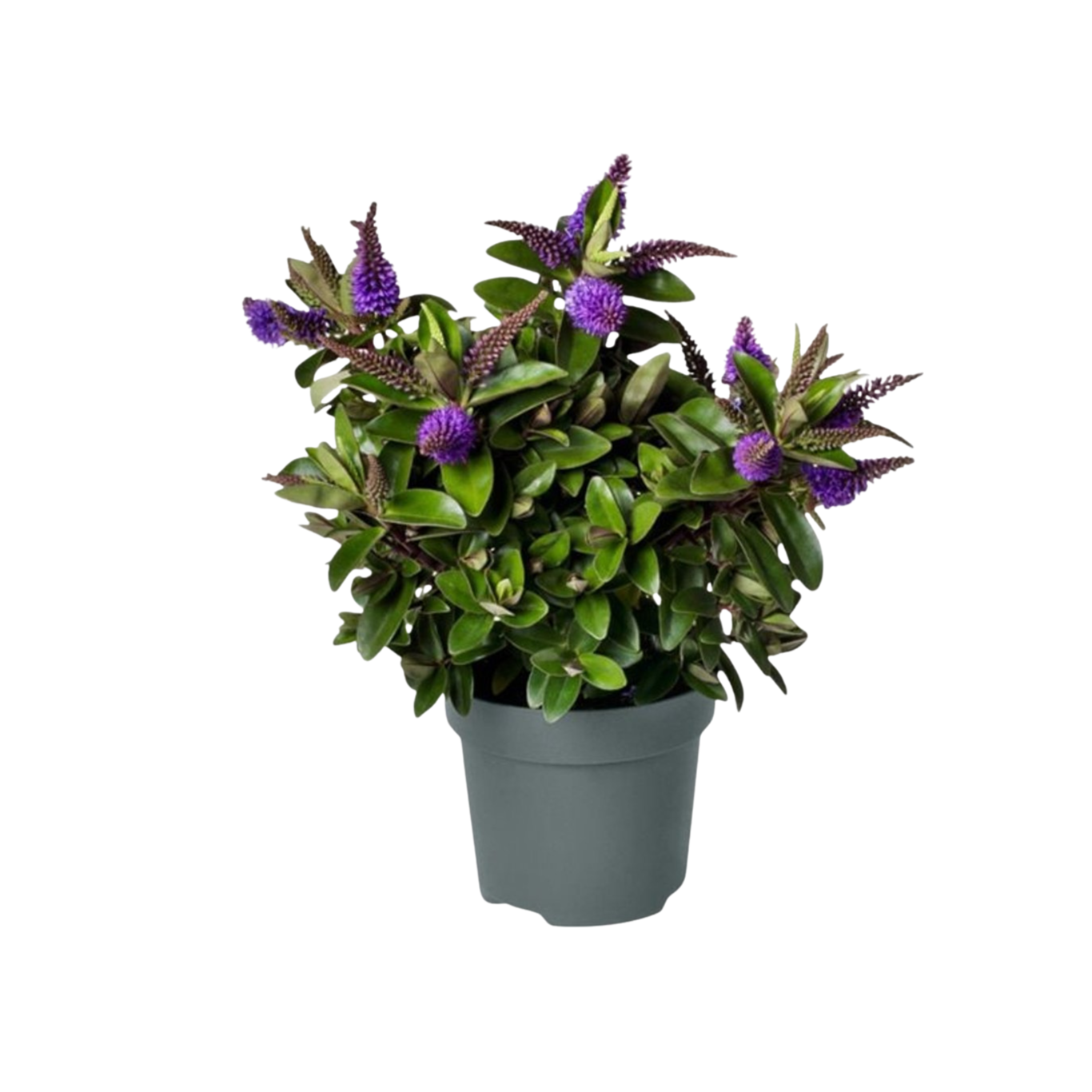 Hebe Donna® 'Anna' P13 pensastädyke