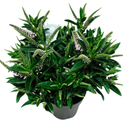 Hebe Donna® 'Jenna' C2 pensastädyke