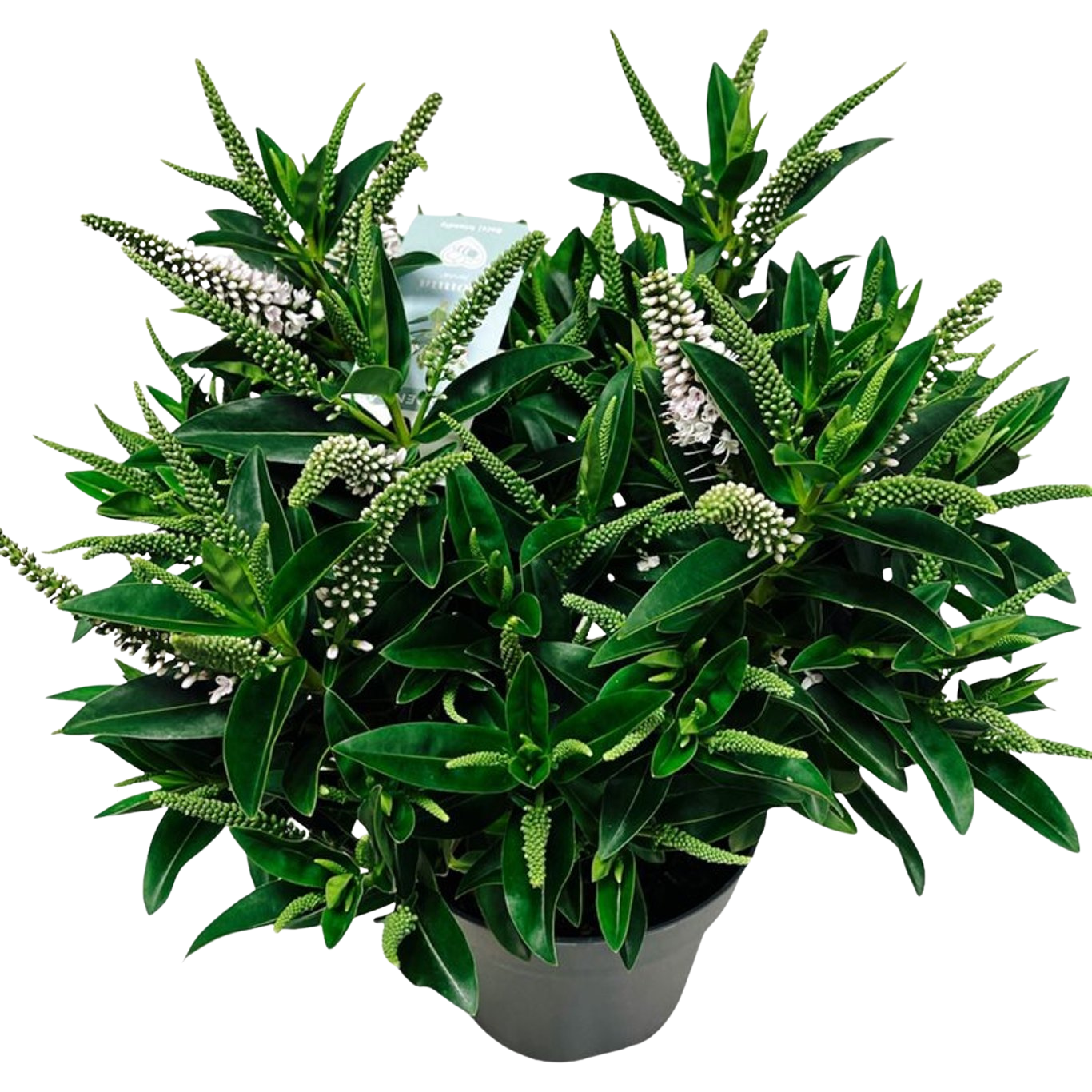 Hebe Donna® 'Jenna' C2 pensastädyke