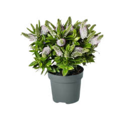 Hebe Donna® 'Jenna' P13 pensastädyke