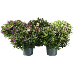 Hebe addenda green mix C7.5 pensastädyke