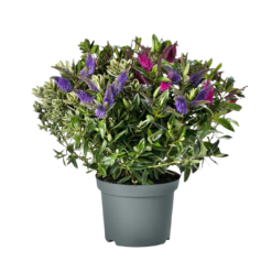 Hebe addenda trio C3 pensastädyke