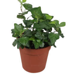 Hedera helix 'Wonder' P9 muratti vihreä