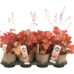 Heuchera 'Cherry Cola' P14 keijunkukka