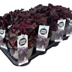 Heuchera 'Obsidian' P14 keijunkukka