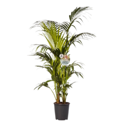Howea forsteriana P27 kentiapalmu 200 cm