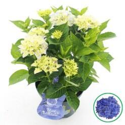 Hydrangea m. 'Blue Ballad'® C5 Patiohortensia vaaleansininen