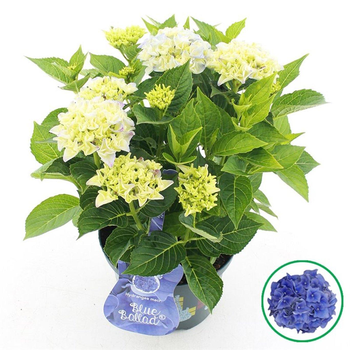 Hydrangea m. 'Blue Ballad'® C5 Patiohortensia vaaleansininen