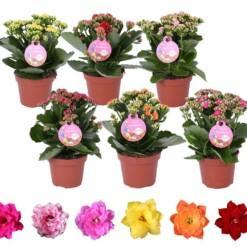 Kalanchoe  'Gardenlina'® mix P10.5 tulilatva