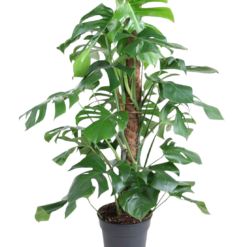 Monstera deliciosa peikonlehti sammaltukikepissä P27 n. 120 cm