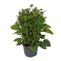 Rudbeckia ful. 'Little Goldstar C3 loistopäivänhattu