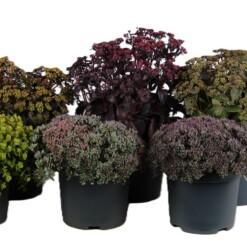 Sedum mix C3 maksaruoho