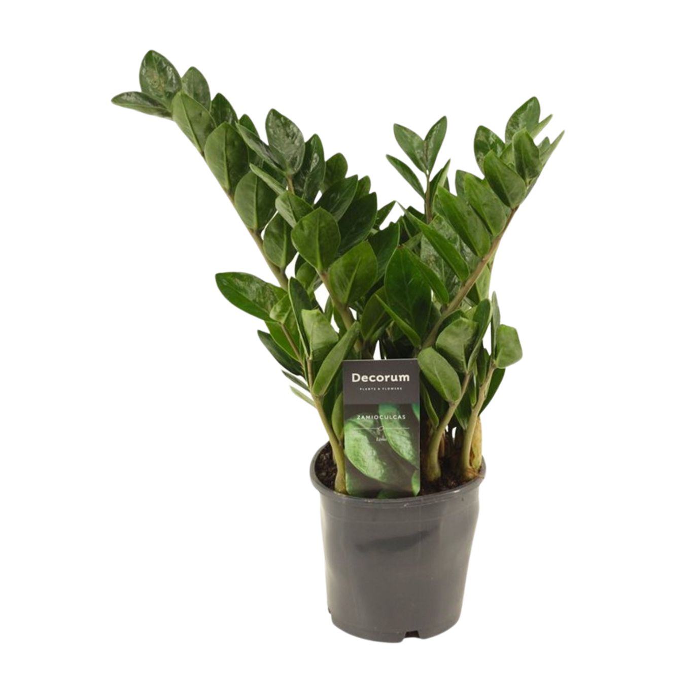 Zamioculcas zamiifolia 'Lima' P12 palmuvehka