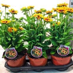 Rudbeckia hirta 'Littlebeckia Pirouette' C3 kesäpäivänhattu