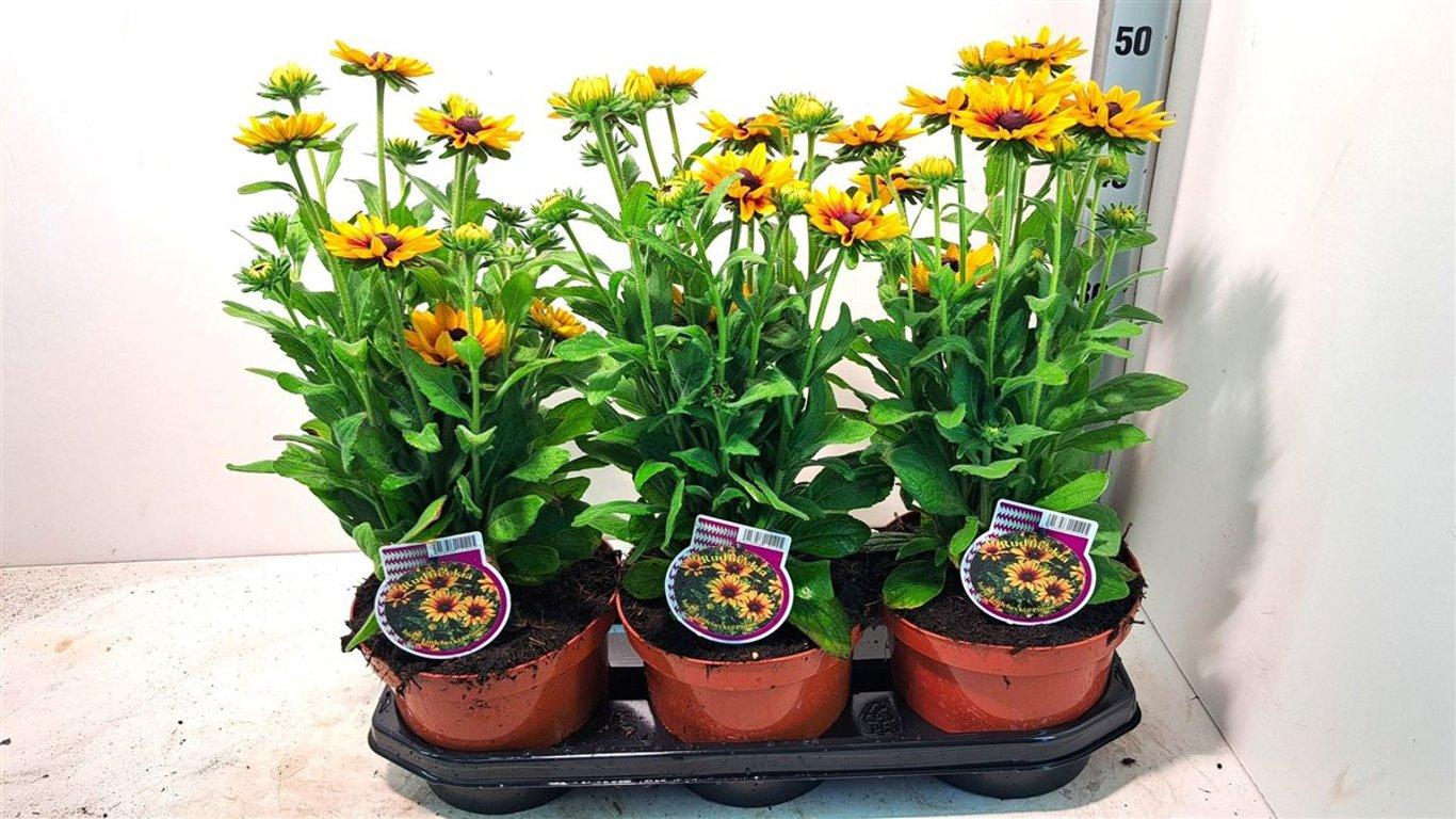 Rudbeckia hirta 'Littlebeckia Pirouette' C3 kesäpäivänhattu