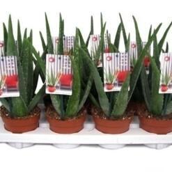 Aloe vera P12 Rohtoaaloe