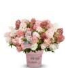 Hydrangea pan. 'Groundbreaker® Blush C1.5 Syyshortensia - Image 2