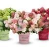 Hydrangea pan. 'Groundbreaker® Blush C1.5 Syyshortensia