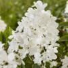 Hydrangea pan. 'Groundbreaker® Blush C1.5 Syyshortensia - Image 3