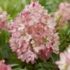 Hydrangea pan. 'Groundbreaker® Blush C1.5 Syyshortensia - Image 4