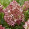 Hydrangea pan. 'Groundbreaker® Blush C1.5 Syyshortensia - Image 6