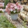 Hydrangea pan. 'Groundbreaker® Blush C1.5 Syyshortensia - Image 5