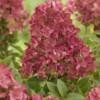 Hydrangea pan. 'Groundbreaker® Ruby C1.5 Syyshortensia - Image 2